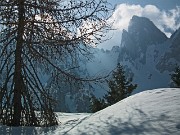 44 Il larice abbraccia il Cimon della Bagozza